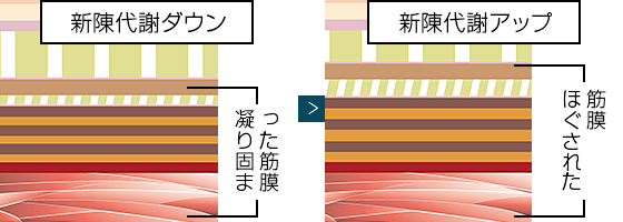 最新最全の 2個セット ワム ノンエフ マッコイ 業務用 美容液 - tin.ipb.ac.id